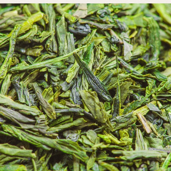 Green Tea, Japanese Sencha (Camellia sinensis) - Dried Herb, Organic