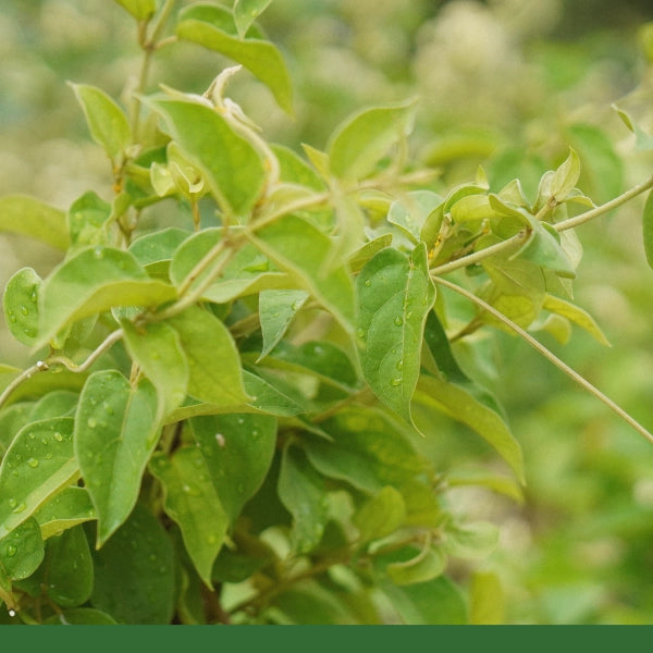 Gymnema leaf, powder - Dried Herb (bulk) (Gymnema sylvestre)