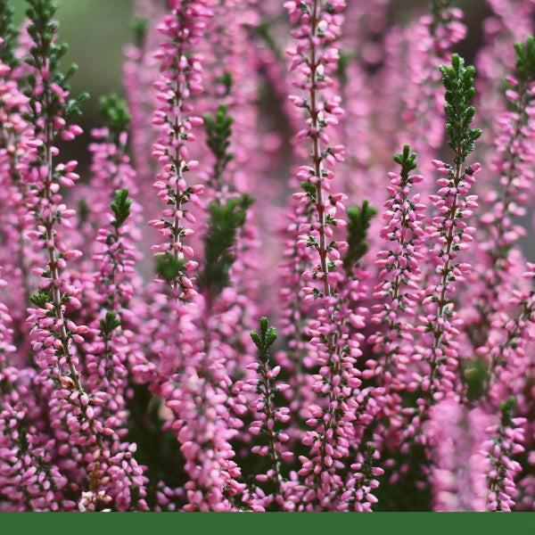 dracaena heather Gaia Garden Herbals Inc