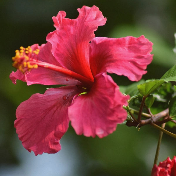 Hibiscus High – Heritage Tea