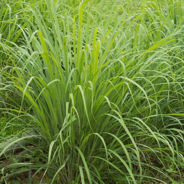 Colour Energy, Energy Blend — Orange