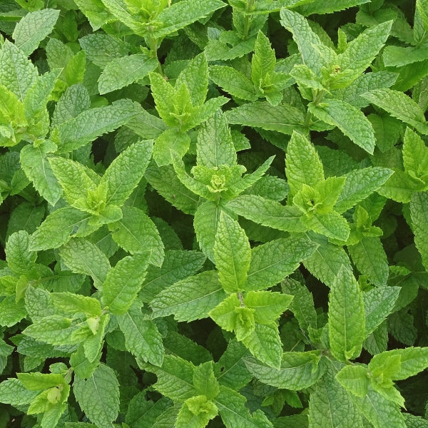 Hibiscus High – Heritage Tea