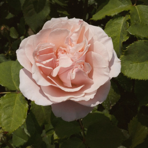 Hibiscus High – Heritage Tea