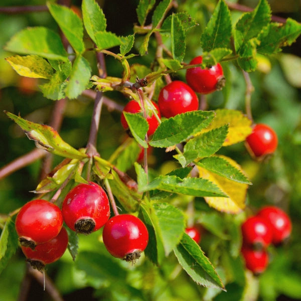 Hibiscus High – Heritage Tea