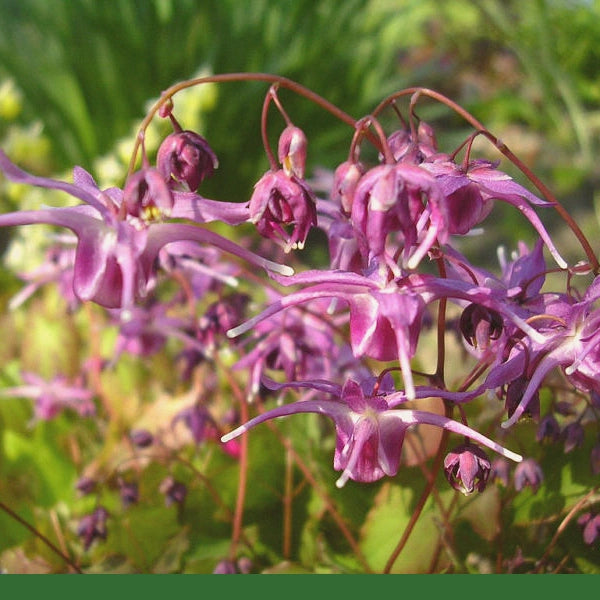 Horny Goat Weed (Epimedium grandiflorum)