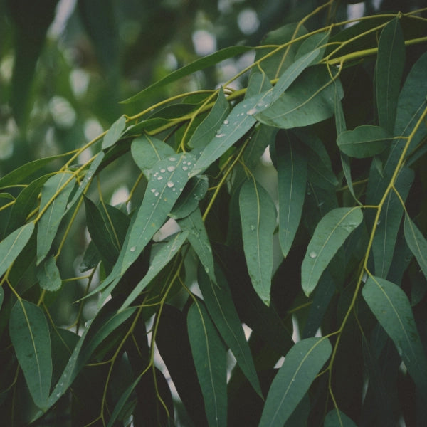 Eucalyptus - Hydrosol