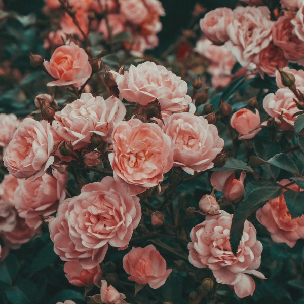 Rose - Hydrosol