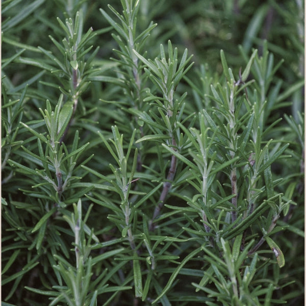 Rosemary - Hydrosol