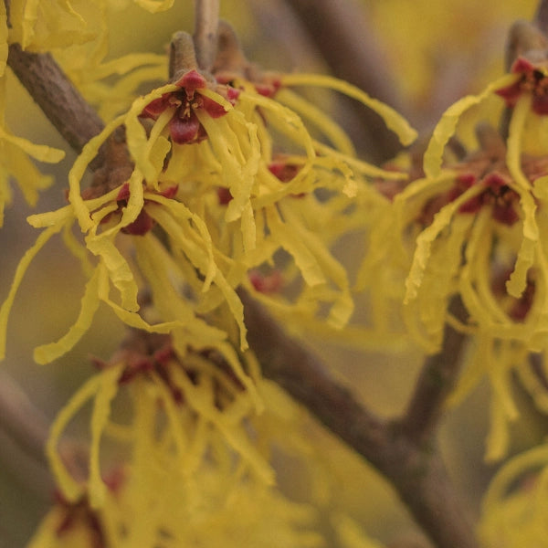 Witch Hazel - Hydrosol