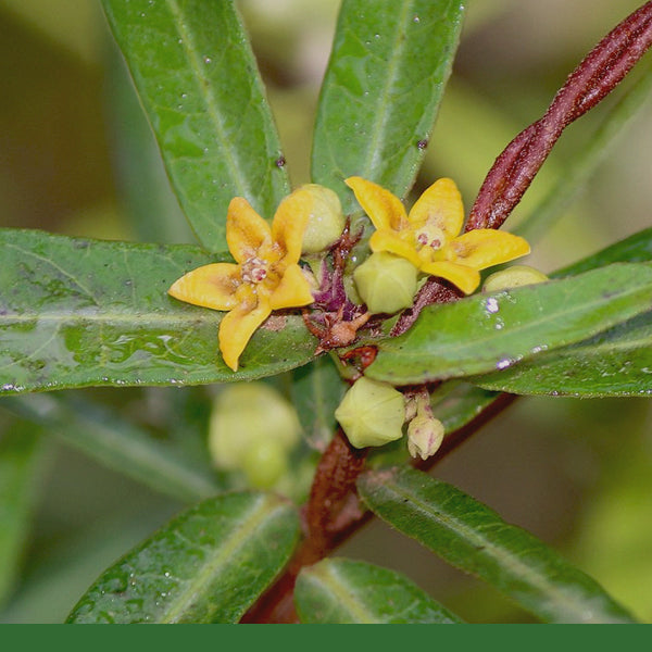 Indian Sarsaparilla (Hemidesmus indicus, Sugandi, Anantamul) - Dried Herb, Organic