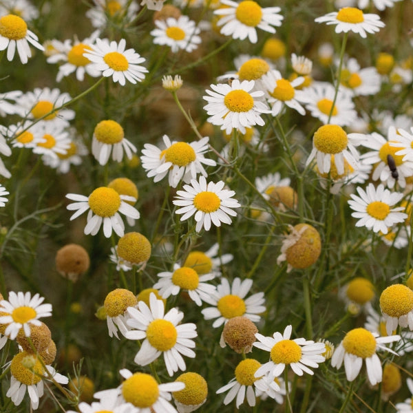 Inner Peace – Heritage Tea