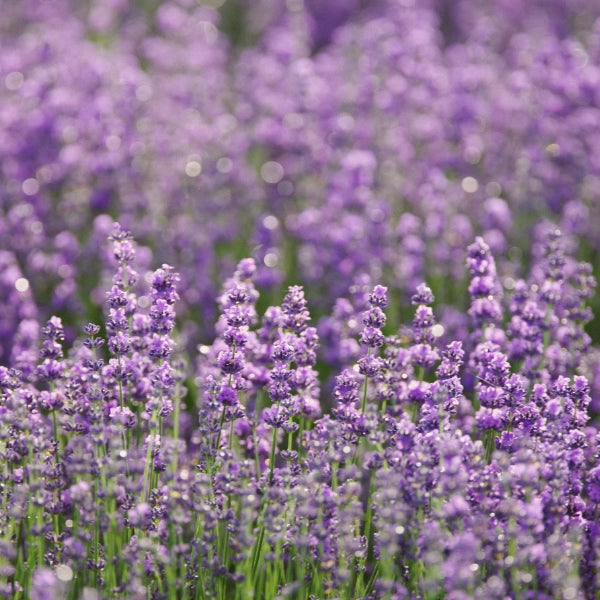 Inner Peace – Heritage Tea