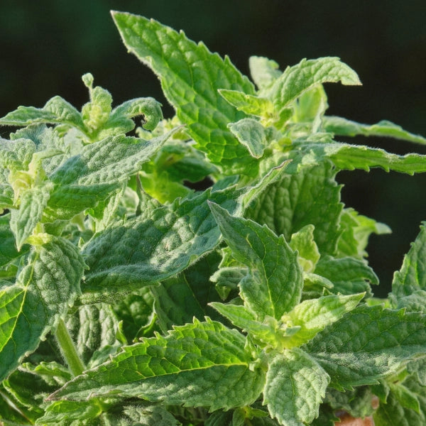 Inner Peace – Heritage Tea