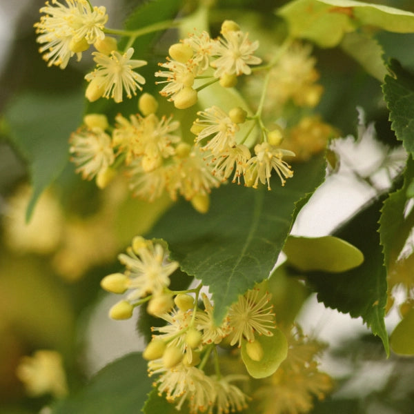 Inner Peace – Heritage Tea