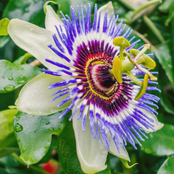 Inner Peace – Heritage Tea