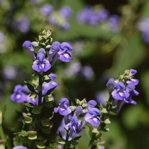 Inner Peace – Heritage Tea