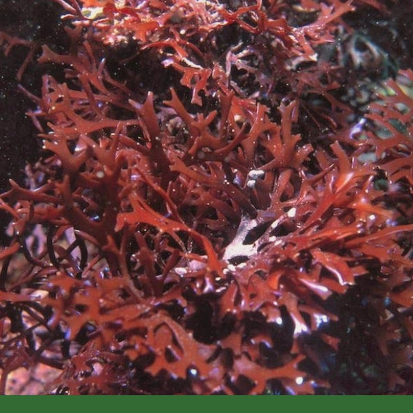 Irish Moss, c/s (Chondrus Crispus) - Seaweed, Organic