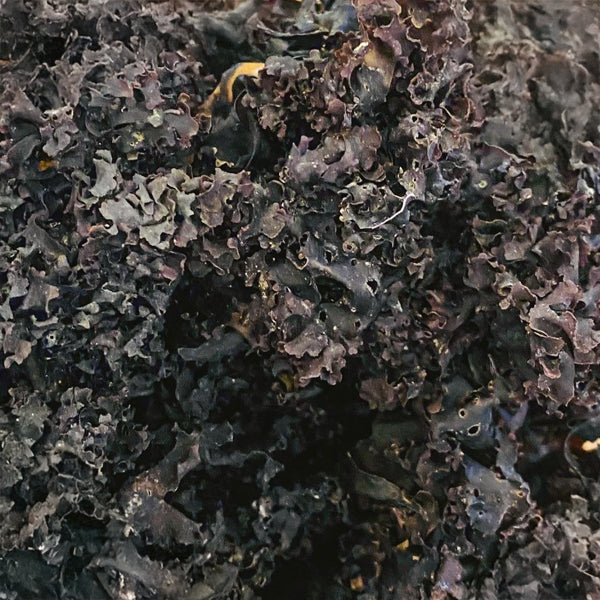 Irish Moss, whole (Chondrus Crispus) - Seaweed, Organic