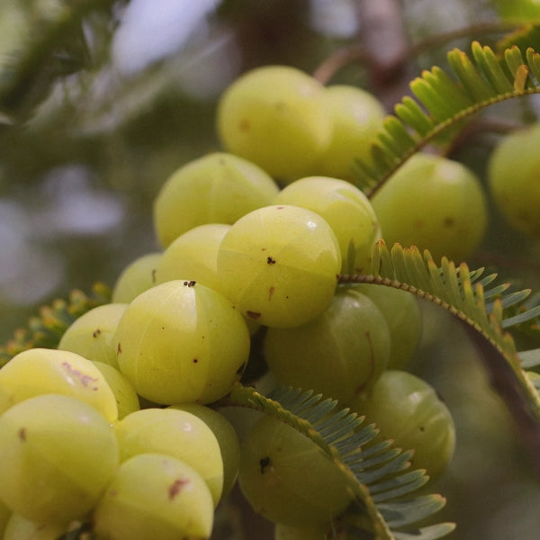 Healthology, Go-Lax Bowel Formula