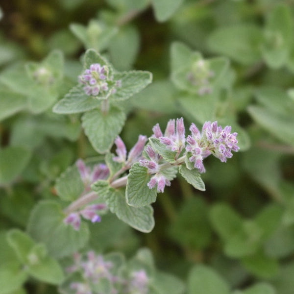 Kids Calm – Heritage Tea