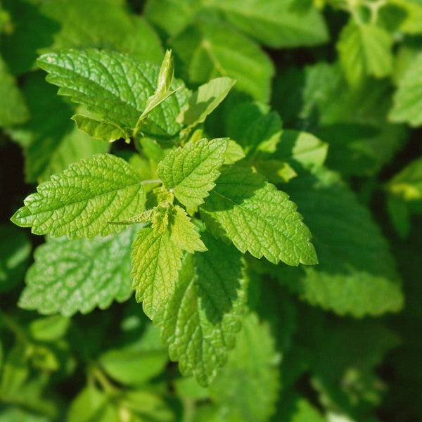 Kids Calm – Heritage Tea