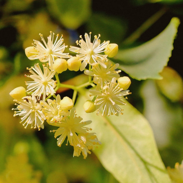 Kids Calm – Heritage Tea