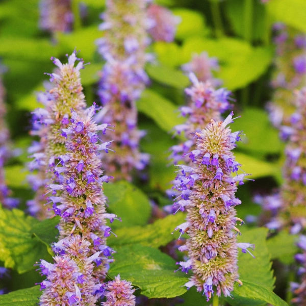 Kids Immune – Heritage Tea