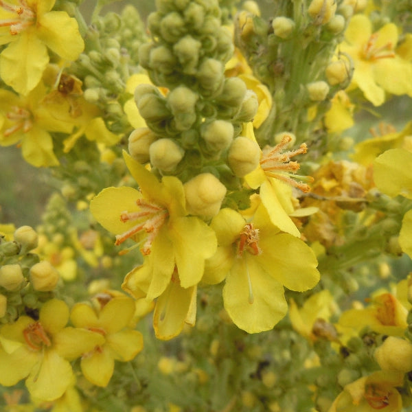 Mullein - Carrier Oil