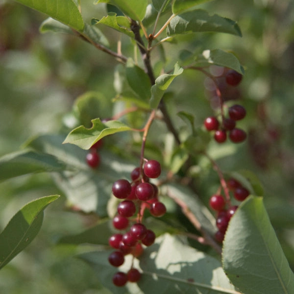 Kids Immune – Heritage Tea