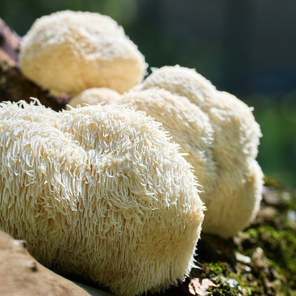 Lion's Mane, 60 Capsules