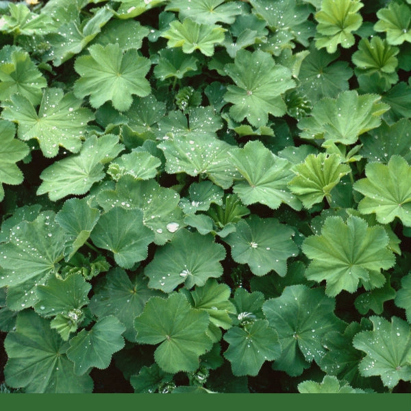 Ladys Mantle, Leaf (Alchemilla xanthochlora) - Dried Herb, Organic