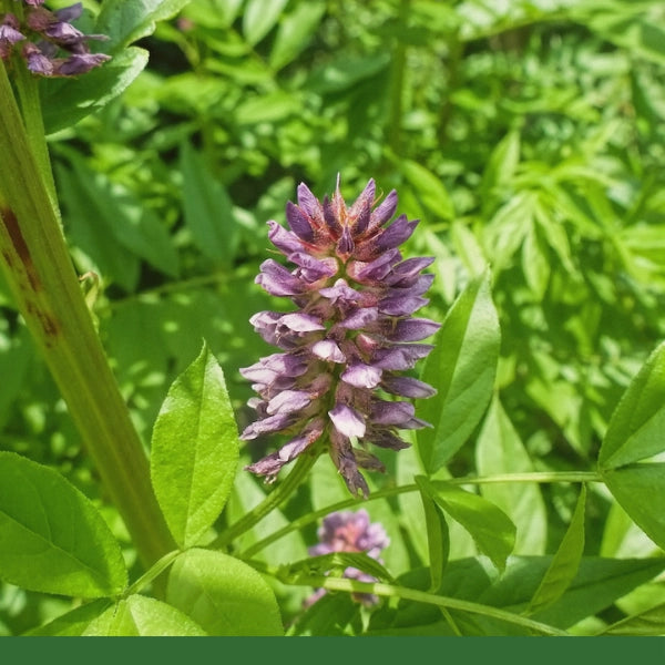 Licorice Root, Powder (Glycyrrhiza glabra) - Dried Herb, Organic