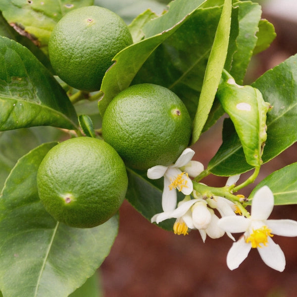Lime (Citrus aurantifolia) - Essential Oil