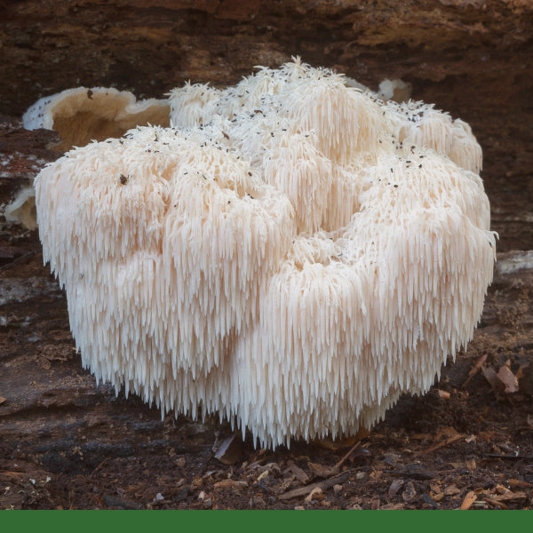 Lions Mane Mushroom Powder (Hericium erinaceus) - Dried Herb, Organic
