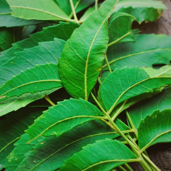 Natural Repellant Spritzer - Aromatherapy Spray