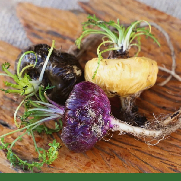 Maca, Gelatinized, Yellow (Lepidium meyenii) - Dried Herb, Organic