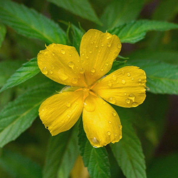 Man Alive – Heritage Tea