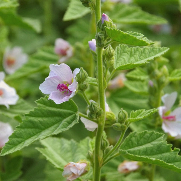 Man Alive – Heritage Tea