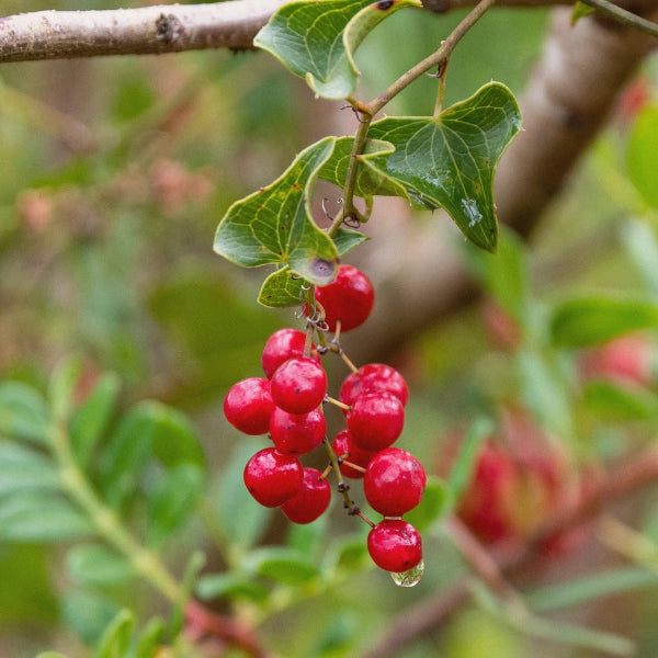 Man Alive – Heritage Tea