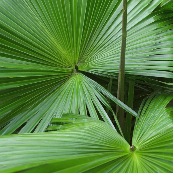 Man Alive – Heritage Tea