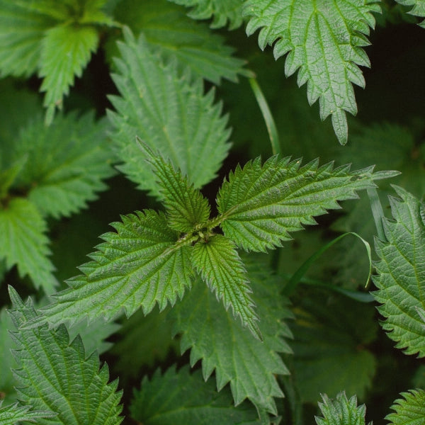 Maternal Nourishment – Heritage Tea