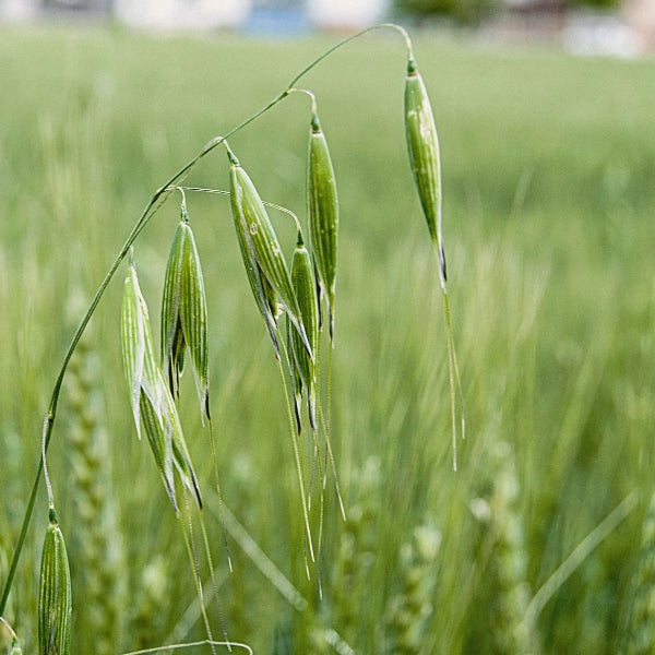 Forest – Healing Salt