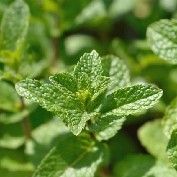 Maternal Nourishment – Heritage Tea