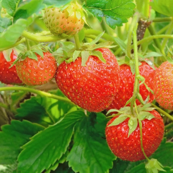 Maternal Nourishment – Heritage Tea