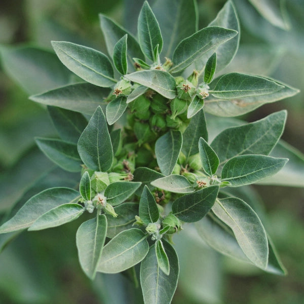 Memory – Heritage Tea