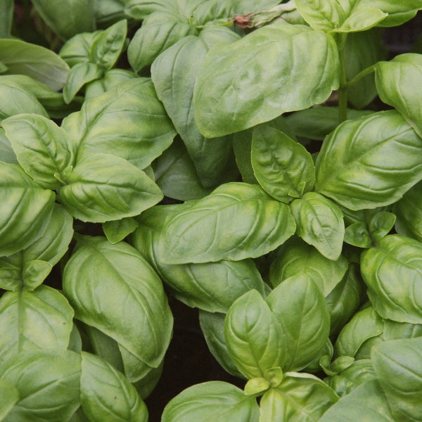 Clear Mind – Therapeutic Roll-On Blend