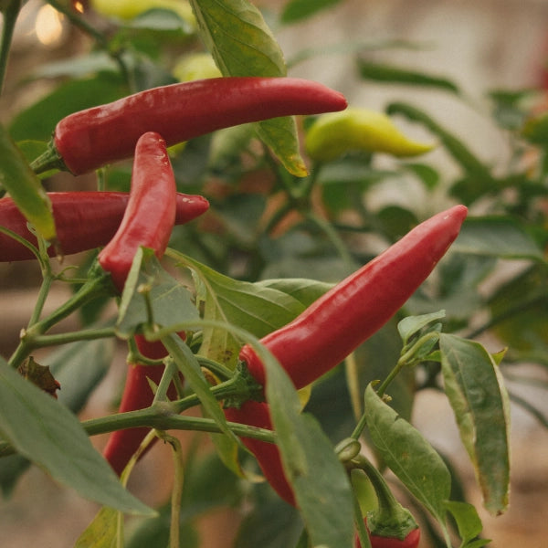 Memory – Heritage Tea