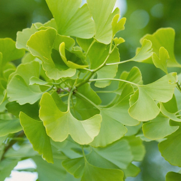 Memory – Heritage Tea