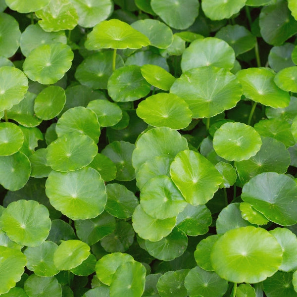 Memory – Heritage Tea