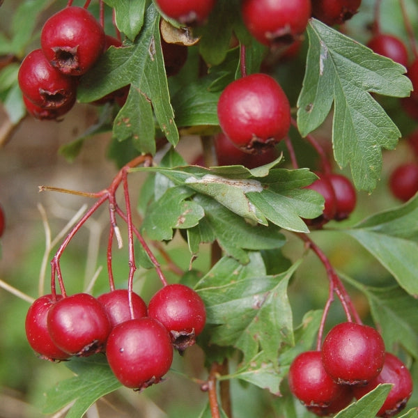 Memory – Heritage Tea